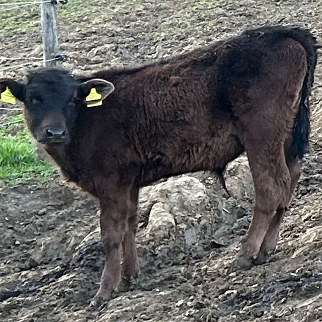 Wagyu Kalb auf der Weide in der Steiermark in Österreich