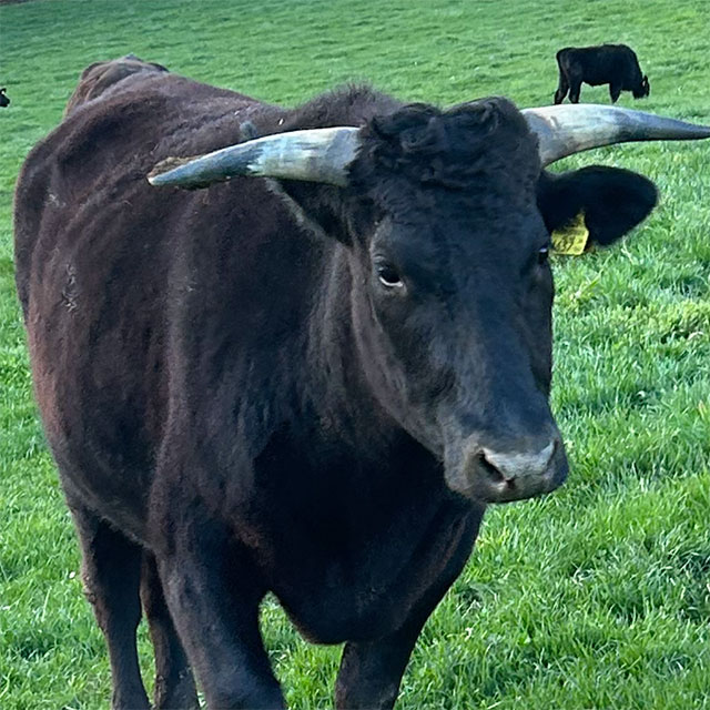 Wagyu Rind auf der Weide in der Steiermark in Österreich